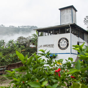 Las Margaritas